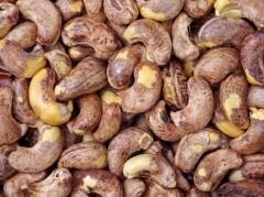 Zarlı Kaju (Hint Fıstığı) Özel Seçme