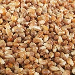 Kavurga (Mısır)